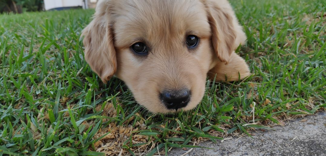 Whisky the golden nugget.